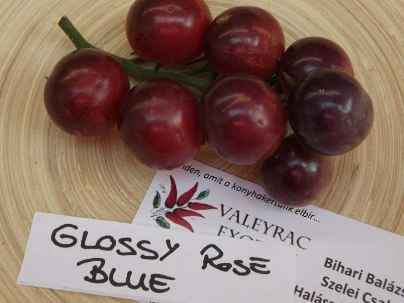 Glossy Rose Blue paradicsom - Paradicsom különlegességek az Egzotikus Növények Stúdiója kínálatából